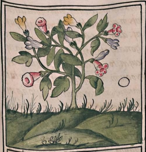 Florentino IV 19r, 1-xochitl