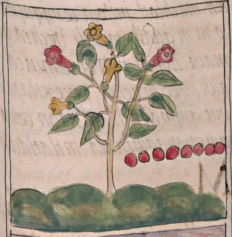 Florentino IV 22r, 8-xochitl