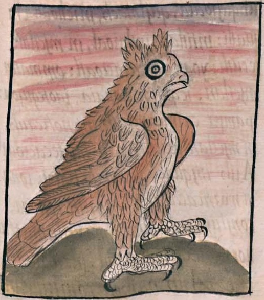 Florentino V 7r, tecolotl