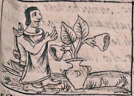 Florentino VI 209r