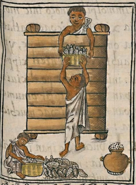 Florentino VII 16r