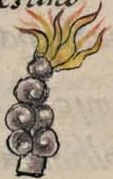 Florentino VIII 7v, tlemiyahuatl