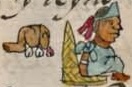 Florentino VIII 8v, Yoyontzin