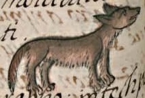 Florentino XI 7v, coyotl