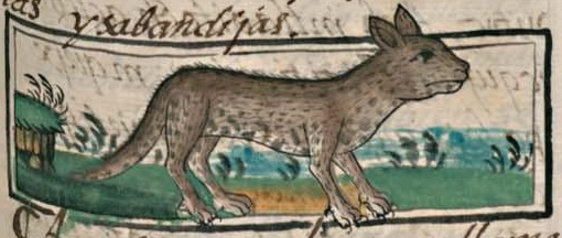 Florentino XI 9r, ocotochtli