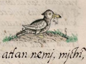 Florentino XI 26r, canauhtli