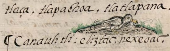 Florentino XI 26r, canauhtli
