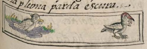 Florentino XI 27r, huexocanauhtli
