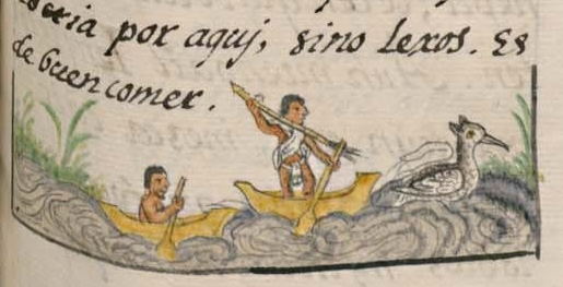 Florentino XI 31r, acoyotl