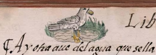 Florentino XI 35v, quetzaltezolocton