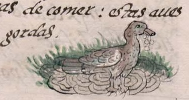 Florentino XI 38v, zolcanauhtli