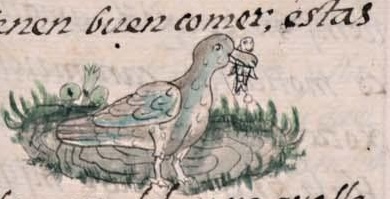 Florentino XI 39r, chilcanauhtli