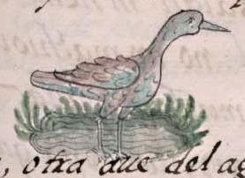 Florentino XI 41r, pipitztli