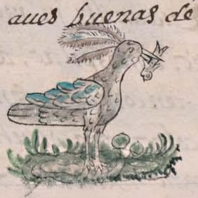 Florentino XI 41r, huactli