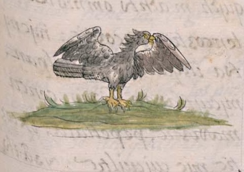 Florentino XI 42r, itzcuauhtli