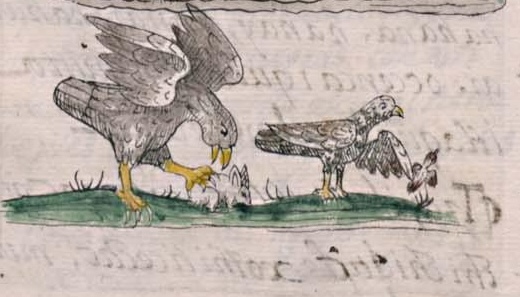Florentino XI 46v, tlocuauhtli, cuauhtlotli