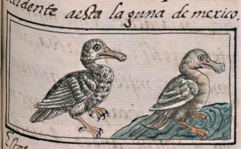Florentino XI 61r, canauhtli