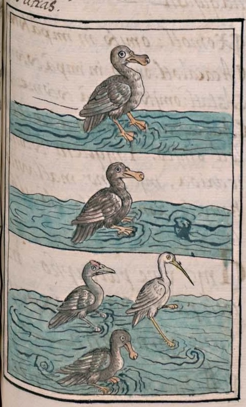 Florentino XI 61r, canauhtli, atapalcatl