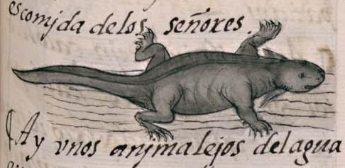 Florentino XI 68r, axolotl