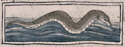 Florentino XI 75v, acohuatl