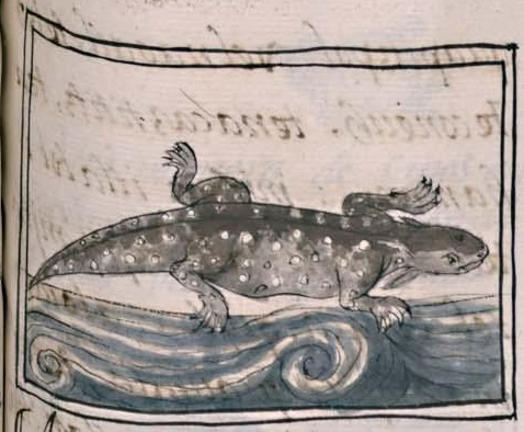 Florentino XI 76r, citlalaxolotl