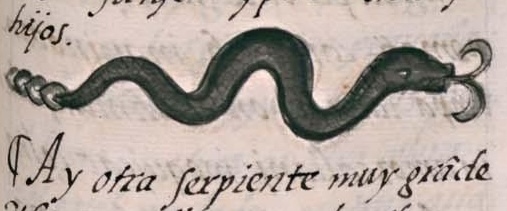 Florentino XI 81r, olcohuatl
