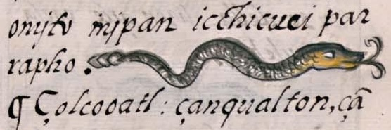 Florentino XI 81r, tlilcohuatl