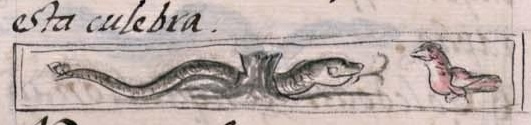Florentino XI 81v, zolcohuatl