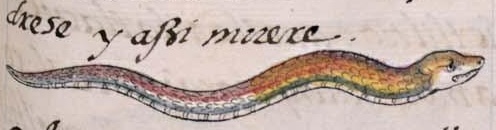 Florentino XI 87r, ehecacohuatl