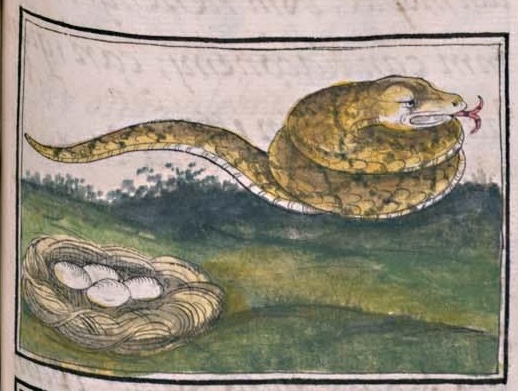 Florentino XI 88r, cencohuatl