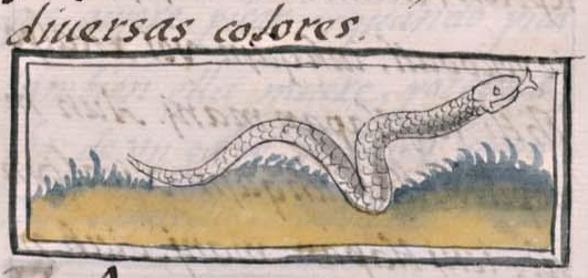 Florentino XI 90v, miyahuacohuatl