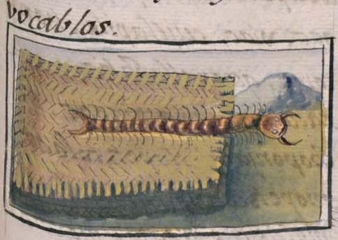 Florentino XI 91r, petlazolcohuatl
