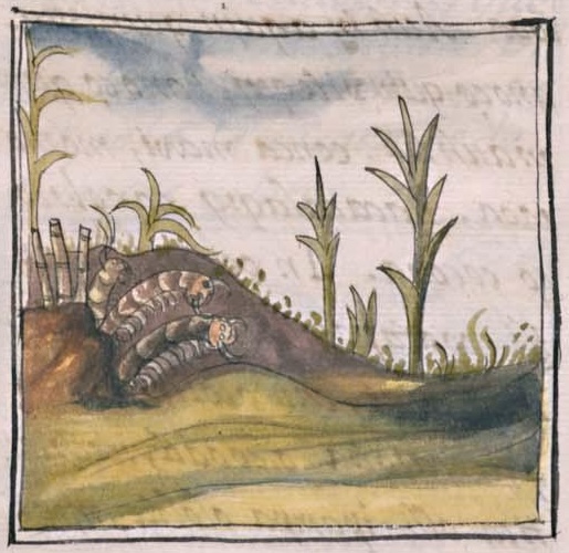 Florentino XI 91v, petlazolcohuatl