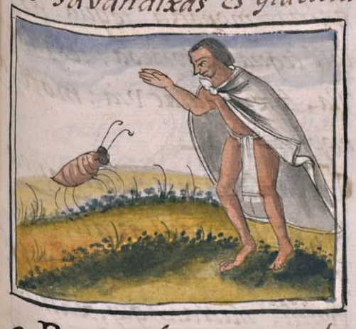 Florentino XI 94r, pinahuiztli