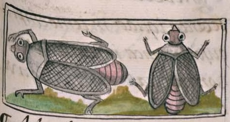 Florentino XI 103r, zacatecuilichtli