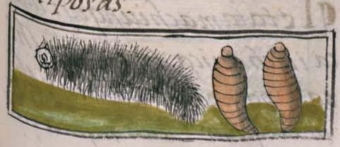 Florentino XI 103r, ahuatecolotl