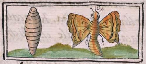 Florentino XI 103v, ahuatecolotl