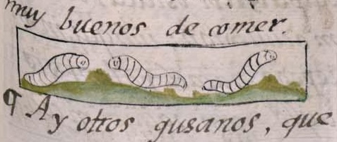Florentino XI 104r, chichilocuilin