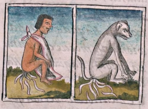 Florentino XI 104v, tzoncohuatl