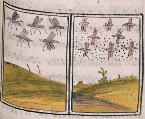 Florentino XI 109r, moyotl, xalmoyotl