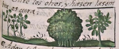 Florentino XI 116r, huitzcuahuitl, cuauhpotzalli, cuauhcayactli