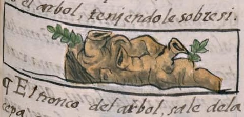 Florentino XI 117r, cuauhtlactli