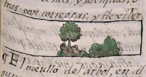 Florentino XI 118r, cuauhehuatl