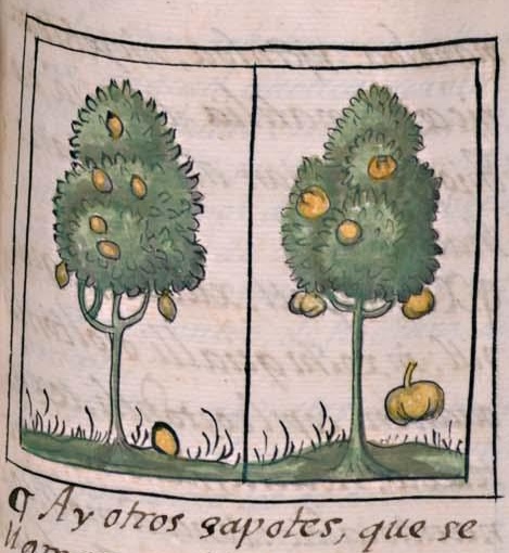 Florentino XI 121r, cochiztzapotl, tlacazoltzapotl