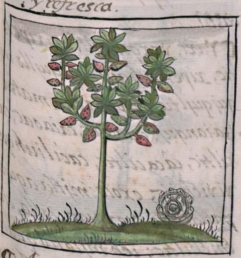 Florentino XI 123r, cacahuacuahuitl