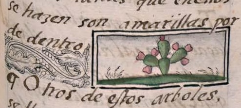 Florentino XI 126r, tlatocnochnopalli