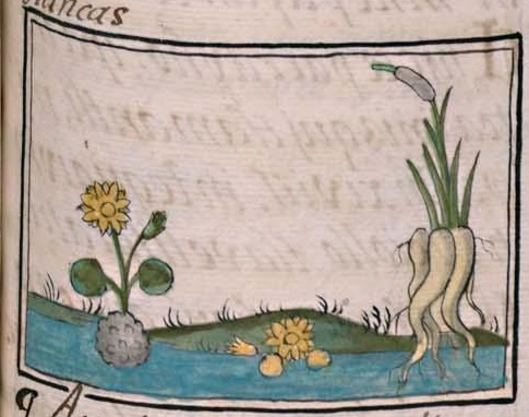 Florentino XI 129r, zacateztli