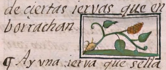 Florentino XI 129v, cohuatl xoxouhqui