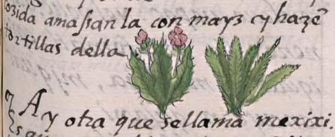 Florentino XI 137r, popoyauh, mexixin