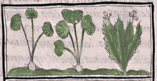 Florentino XI 138v, xihuitl xochicuallo